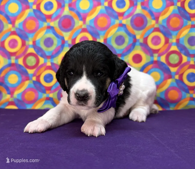 Purple – Poodle - Standard  puppy for sale in Houma, LA