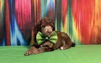 Green-2, a male Poodle - Standard  for sale in Houma, LA – 6 of 9