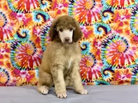 Grey-2, a male Poodle - Standard  for sale in Houma, LA – 2 of 7