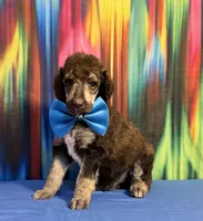 Blue-2, a male Poodle - Standard  for sale in Houma, LA – 6 of 9