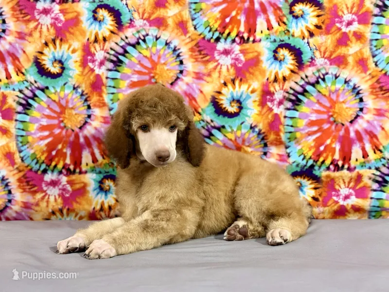 Grey-2 – Poodle - Standard  puppy for sale in Houma, LA