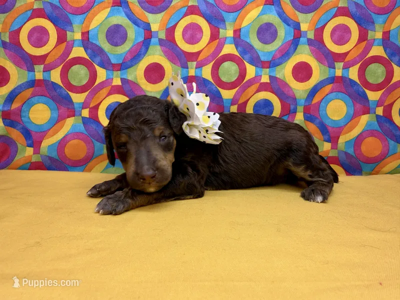 Yellow - 2 – Poodle - Standard  puppy for sale in Houma, LA
