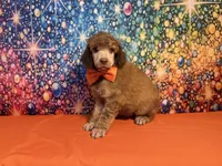Orange-2, a male Poodle - Standard  for sale in Houma, LA – 5 of 9