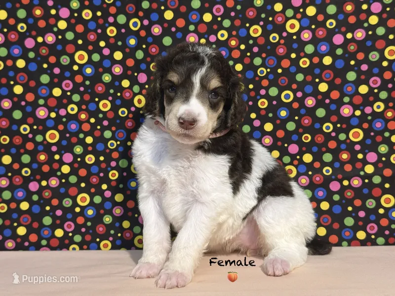 Peach – Poodle - Standard  puppy for sale in Houma, LA