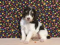 Peach, a female Poodle - Standard  for sale in Houma, LA – 7 of 9