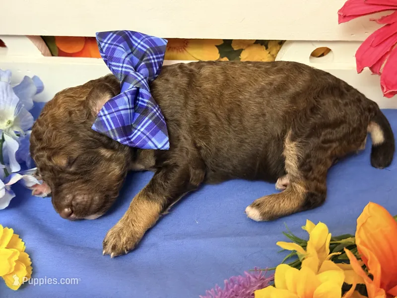 Blue-2 – Poodle - Standard  puppy for sale in Houma, LA