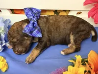 Blue-2, a male Poodle - Standard  for sale in Houma, LA – 1 of 1