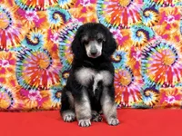 Red, a female Poodle - Standard  for sale in Houma, LA – 4 of 9