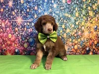 Green-2, a male Poodle - Standard  for sale in Houma, LA – 5 of 9