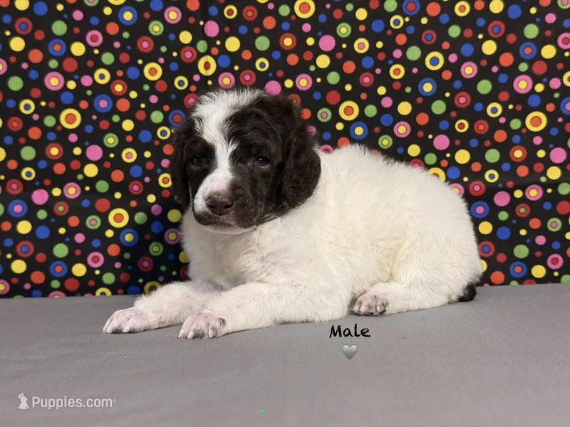 Grey – Poodle - Standard  puppy for sale in Houma, LA