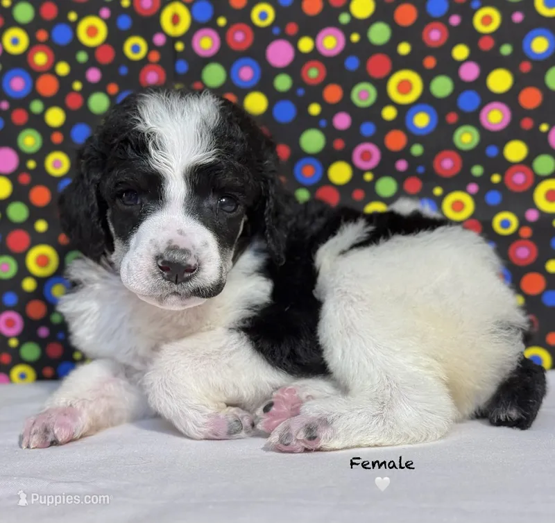 White – Poodle - Standard  puppy for sale in Houma, LA