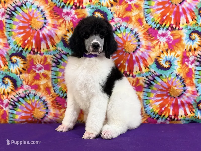 Purple – Poodle - Standard  puppy for sale in Houma, LA