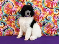 Purple, a female Poodle - Standard  for sale in Houma, LA – 3 of 8