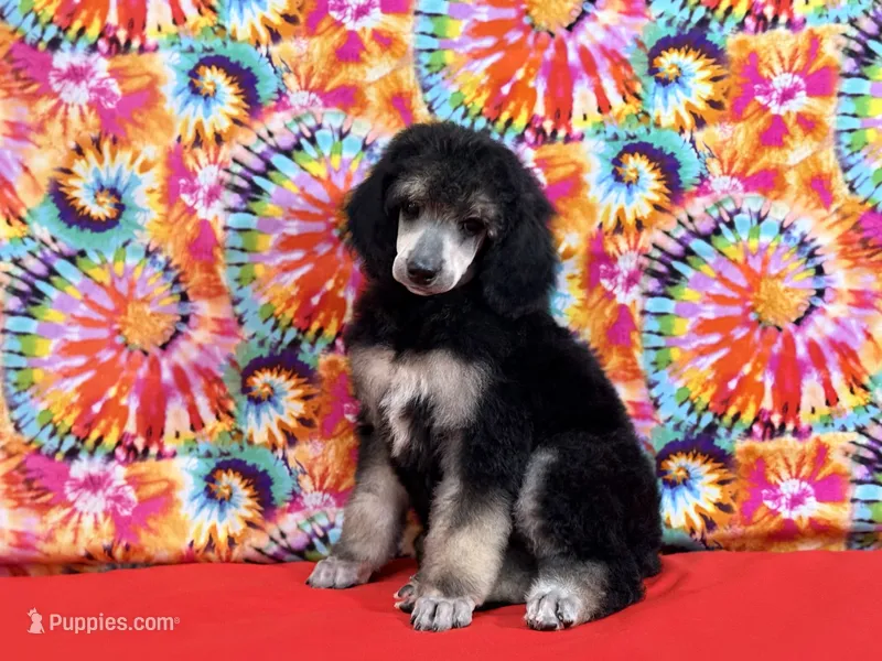 Red – Poodle - Standard  puppy for sale in Houma, LA