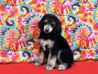Red, a female Poodle - Standard  for sale in Houma, LA – 3 of 9