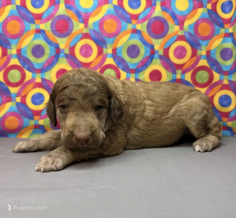 Grey-2 – Poodle - Standard  puppy for sale in Houma, LA