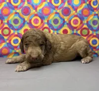 Grey-2, a male Poodle - Standard  for sale in Houma, LA – 5 of 7