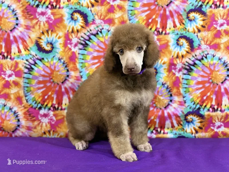 Purple-2 – Poodle - Standard  puppy for sale in Houma, LA