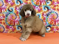 Orange-2, a male Poodle - Standard  for sale in Houma, LA – 3 of 9