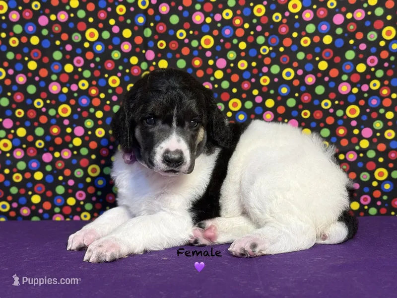 Purple – Poodle - Standard  puppy for sale in Houma, LA