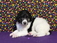 Purple, a female Poodle - Standard  for sale in Houma, LA – 6 of 8