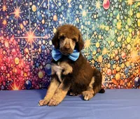 Blue-2, a male Poodle - Standard  for sale in Houma, LA – 5 of 9
