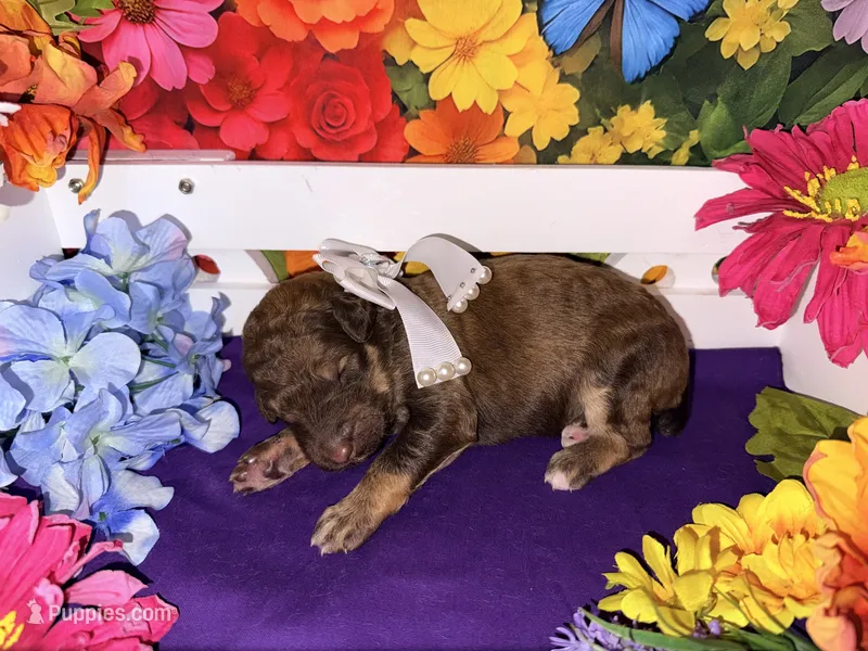 Purple-2 – Poodle - Standard  puppy for sale in Houma, LA