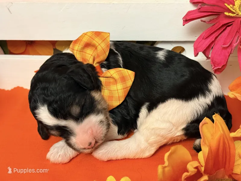 Orange – Poodle - Standard  puppy for sale in Houma, LA