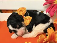 Orange, a male Poodle - Standard  for sale in Houma, LA – 1 of 1