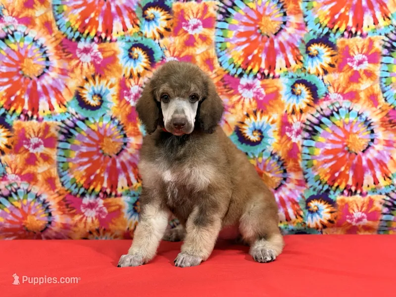 Red - 2 – Poodle - Standard  puppy for sale in Houma, LA