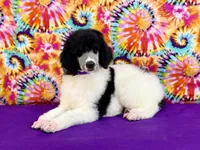 Purple, a female Poodle - Standard  for sale in Houma, LA – 5 of 8
