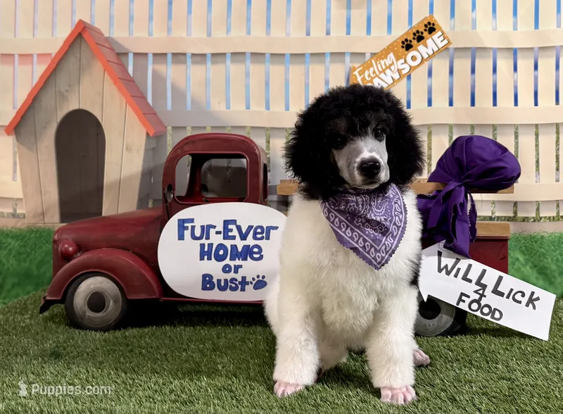 Purple – Poodle - Standard  puppy for sale in Houma, LA