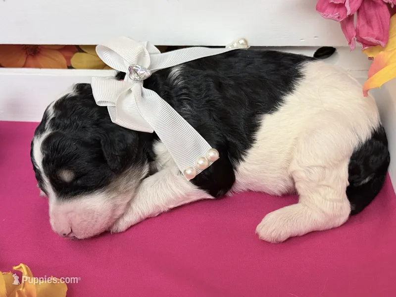 Pink – Poodle - Standard  puppy for sale in Houma, LA