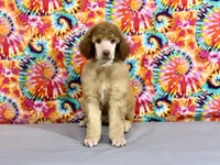 Grey-2, a male Poodle - Standard  for sale in Houma, LA – 3 of 7