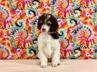 Peach, a female Poodle - Standard  for sale in Houma, LA – 6 of 9