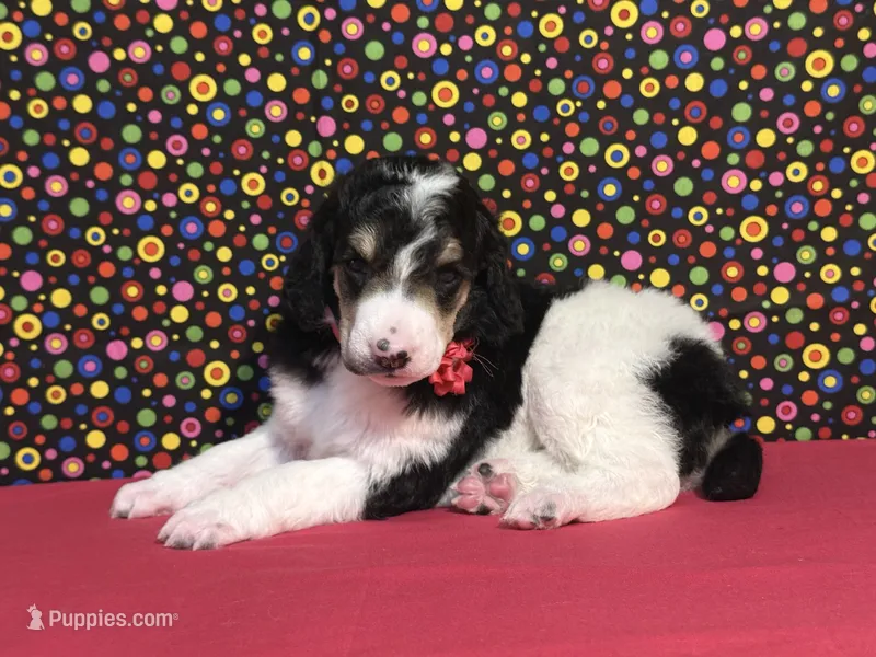 Pink – Poodle - Standard  puppy for sale in Houma, LA