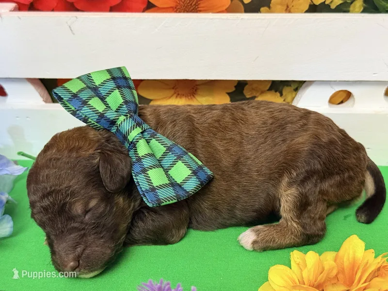 Green-2 – Poodle - Standard  puppy for sale in Houma, LA