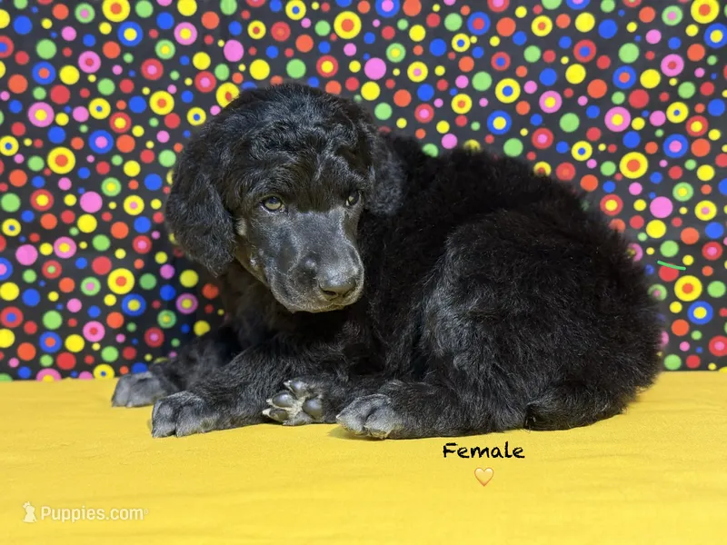 Yellow – Poodle - Standard  puppy for sale in Houma, LA