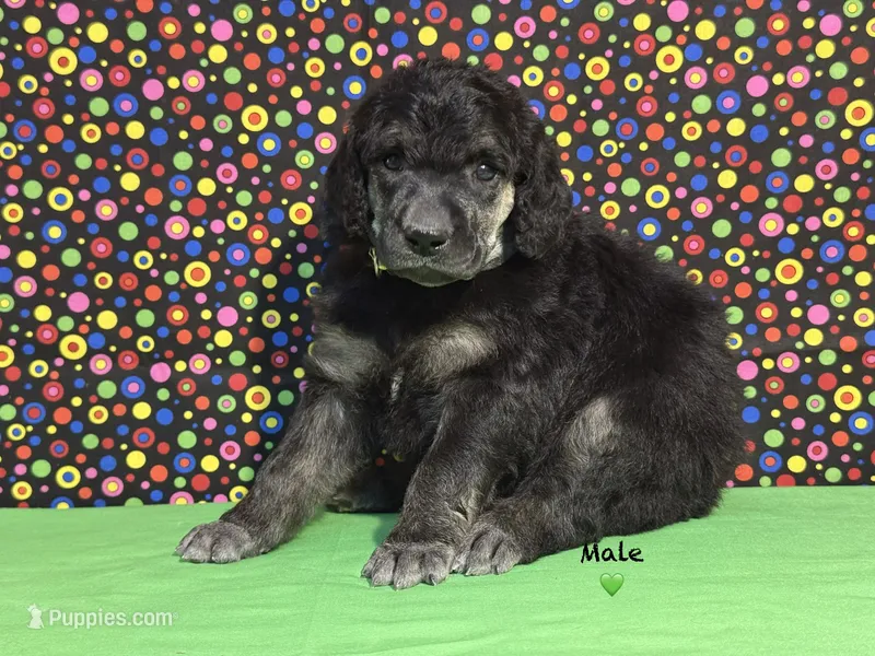 Green – Poodle - Standard  puppy for sale in Houma, LA
