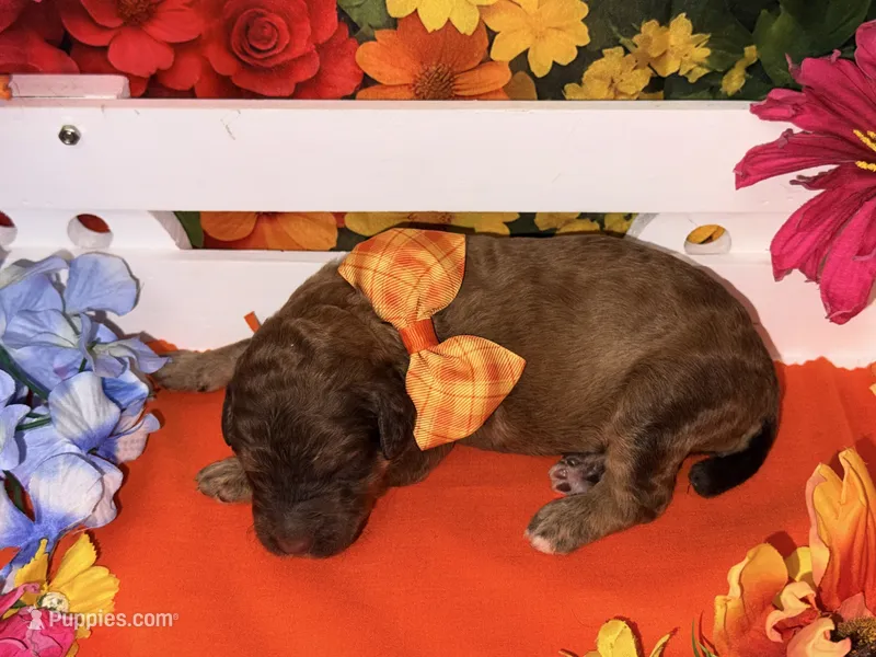 Orange-2 – Poodle - Standard  puppy for sale in Houma, LA