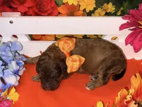 Orange-2, a male Poodle - Standard  for sale in Houma, LA – 1 of 1