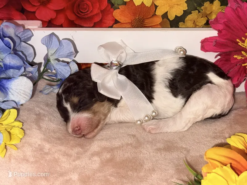 Peach – Poodle - Standard  puppy for sale in Houma, LA