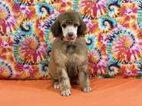 Orange-2, a male Poodle - Standard  for sale in Houma, LA – 4 of 9