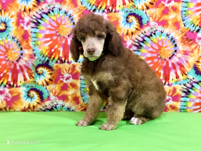 Green-2 – Poodle - Standard  puppy for sale in Houma, LA