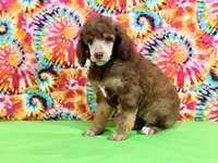 Green-2, a male Poodle - Standard  for sale in Houma, LA – 1 of 9