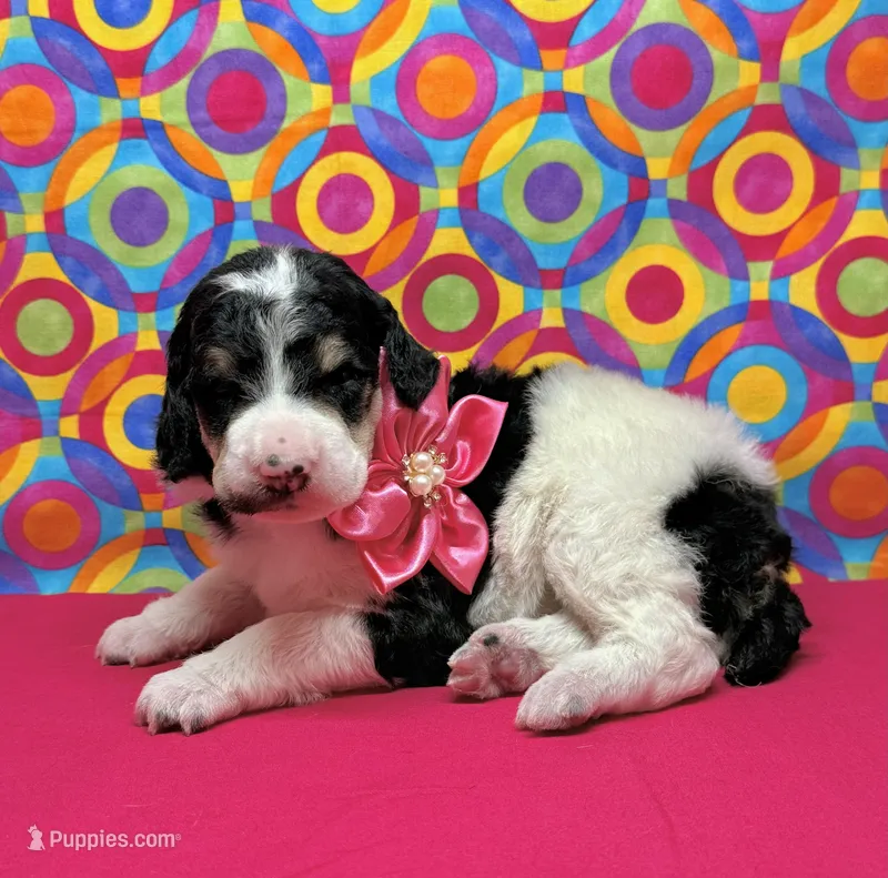 Pink – Poodle - Standard  puppy for sale in Houma, LA