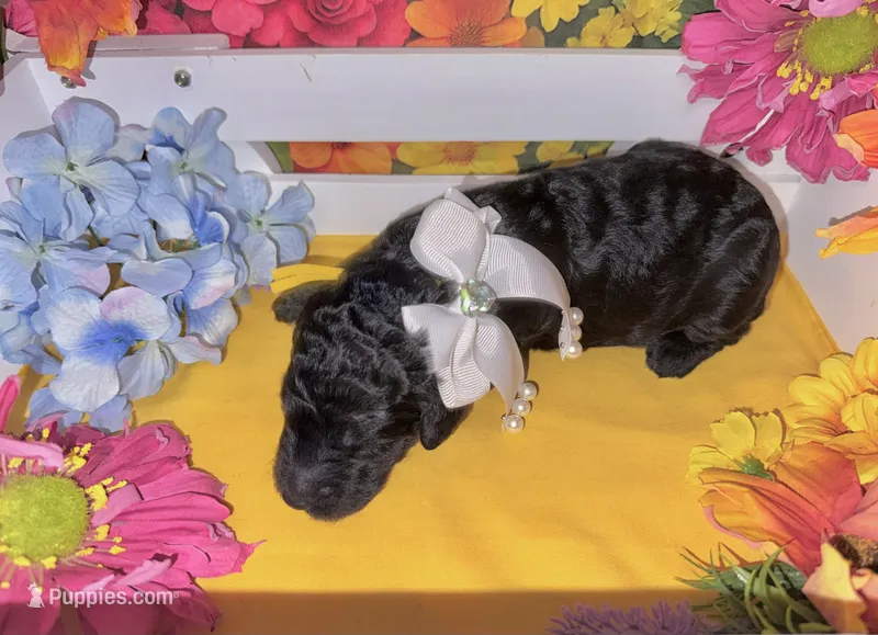 Yellow – Poodle - Standard  puppy for sale in Houma, LA