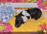 Yellow, a female Poodle - Standard  for sale in Houma, LA – 1 of 1