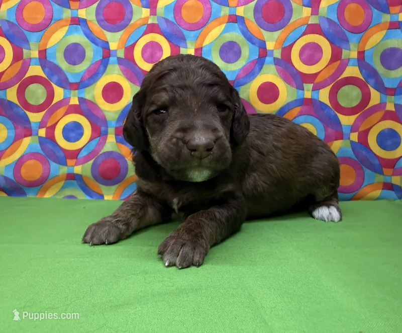 Green-2 – Poodle - Standard  puppy for sale in Houma, LA