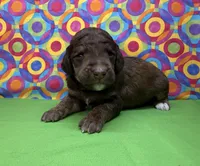 Green-2, a male Poodle - Standard  for sale in Houma, LA – 8 of 9